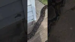 Huge reticulated python