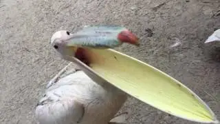 Пеликаны Фельдман Экопарк