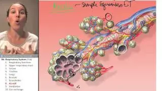 Respiratory system 8- Alveoli