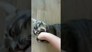 Главная ошибка в воспитании кота 😿 Никогда так не делайте 