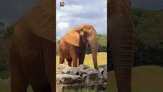 Amazing Elephant Sound