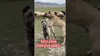 KARAKIRÇIL VE BOZ KANGAL KARŞI KARŞIYA 