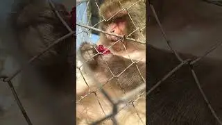 Monkey Kukuli #animals #funnyvideo #monkey