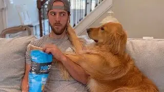 When your dog asks you to share 😂   Funny Dog and Human Video 2024