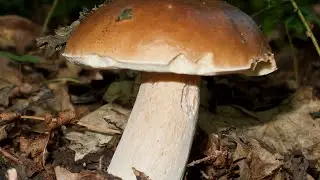 ГДЕ РАСТУТ БОРОВИКИ? Открываю грибные места! WHERE BOLETUS GROWS?