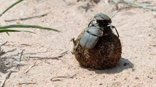 A Dung Beetle with a Disability Fights Off a Rival