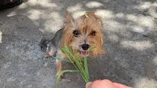 Собака їсть траву! 🙈Що робити? 🐶Як реагую я?