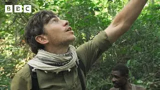 Foraging honey from aggressive jungle bees 🐝  | Wilderness with Simon Reeve - BBC