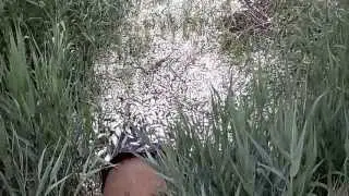 Рыбный Мор 170513
