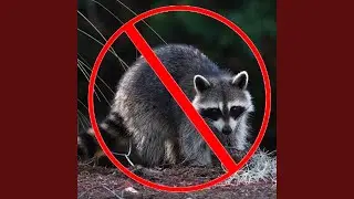 Raccoon Repellent