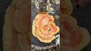 Forager’s Gold! JACKPOT Wild Mushroom Harvest! #shortvideo #shorts #foraging #gourmet #food #nature