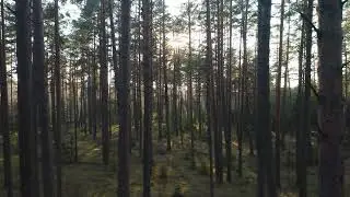 Forest rays of sun hitting woodland, 4K | Premium Stock Video | Without watermark | Cinematic shot