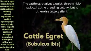 Cattle Egret Foraging in their suitable Habitats / Cattle Egret Video