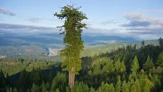 Секвойи в Крыму. Чем закончился эксперимент по посадке в России самого высокого дерева в мире