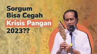 Sorgum, Pangan Alternatif Pengganti Beras