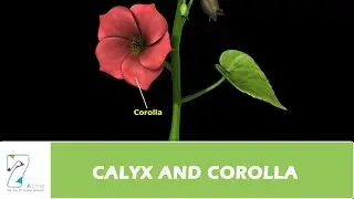 CALYX AND COROLLA