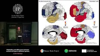 Javier DeFelipe - Similarities and differences between cortical cell types in different species