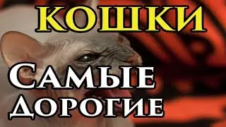 САМЫЕ САМЫЕ дорогие кошки мира | Топ 10 самых дорогих в мире кошек