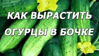 ОГУРЦЫ В БОЧКЕ КАК ПОДГОТОВИТЬ, КАК ПОСАДИТЬ, КАК ВЫРАСТИТЬ.