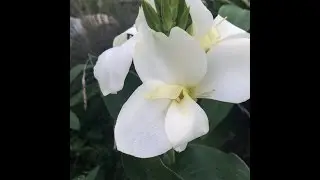 Канна из семян.  Kanna.