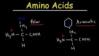 Introduction to Amino Acids