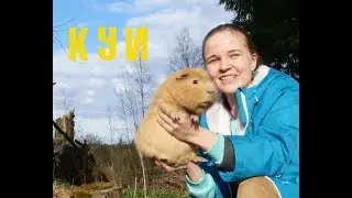 Куи - свинки-монстры. Giant guinea pigs