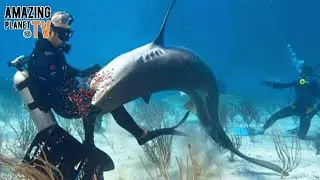 ТОП 10 НАПАДЕНИЙ АКУЛ НА ЛЮДЕЙ - 2022. Top 10 shark attacks on people