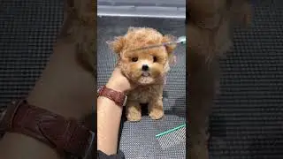 Too cute 🐶 #pet #puppy #dog #dogsofyoutube #puppies #fyp #viral #animals #cute #hair #haircut #girl