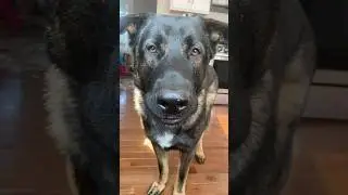 Dog asking the right questions!#dogs!🤪🤪🤪 #cutedogs #germanshepherd #funny #funnydogs #gsd #dog