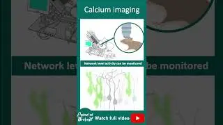 Calcium Imaging | GCAMP | Neurobiology in 1 minute