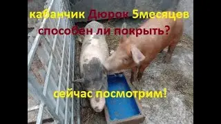 Дюрок 5 месяцев оплодотворил  свиноматку , Вьетнамская и дюрок скрещивание породы