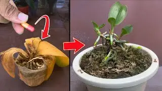 This miracle of just one pill, the rotten orchid revives many small trees