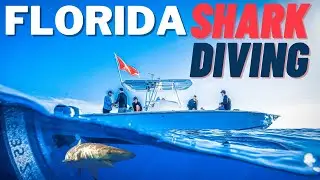 Shark Diving Jupiter Florida - Without a CAGE!!