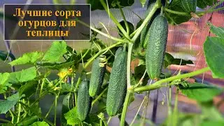 Лучшие сорта огурцов для теплицы