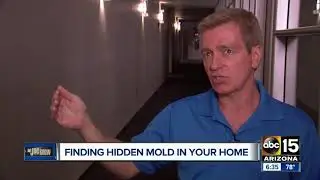 How to search for hidden mold in your home