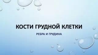 Кости грудной клетки