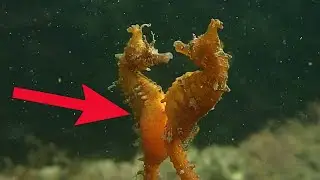 Cute SeaHorse Mating and Giving Birth