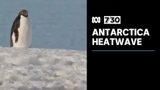 An unprecedented heatwave has hit Antarctica | 7.30