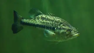 Introduction to Understanding Largemouth Bass Seasonal Behavior and Location