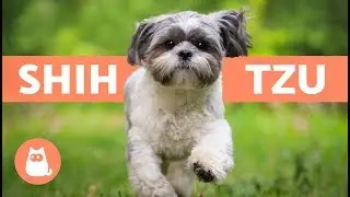 SHIH TZU en español - Características y cuidados