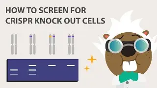 How to Screen for CRISPR Knock Out Cells