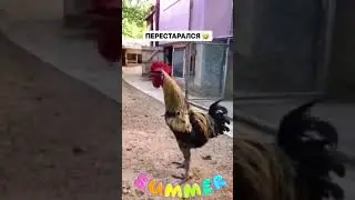 Перестарался😂Конец Убил😂😂🐔