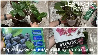 Пересаджуємо КАВУ АРАБІКУ та ОРХІДЕЮ. Який ґрунт обрати?
