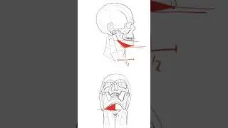 Common Mistakes Artists Make When Drawing The Head-#2 #shorts