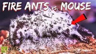 I Gave My Fire Ants a Mouse
