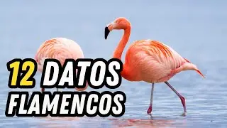 10 Datos Curiosos de los  Flamencos (Flamingos) - ¿Por qué son de color Rosa?