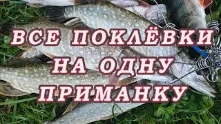 На эту приманку можно ЛОВИТЬ всегда РАЗНУЮ РЫБУ!!! И клюёт ООчень ХОРОШО!