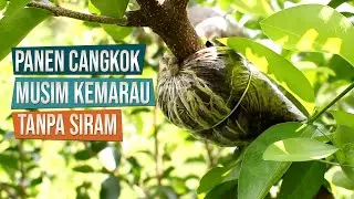 Panen Cangkokan Sianci dan Saeng Simbur Di Kebun Ground