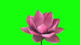 Lotus Blossom and Furled Blue- Green Screen HD