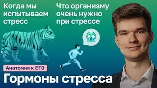 6.90. Гормоны стресса | Анатомия к ЕГЭ | Георгий Мишуровский